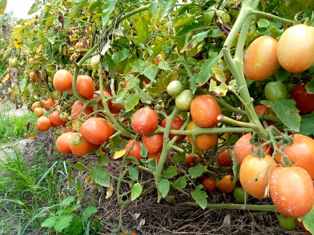 tomatoes in a garden