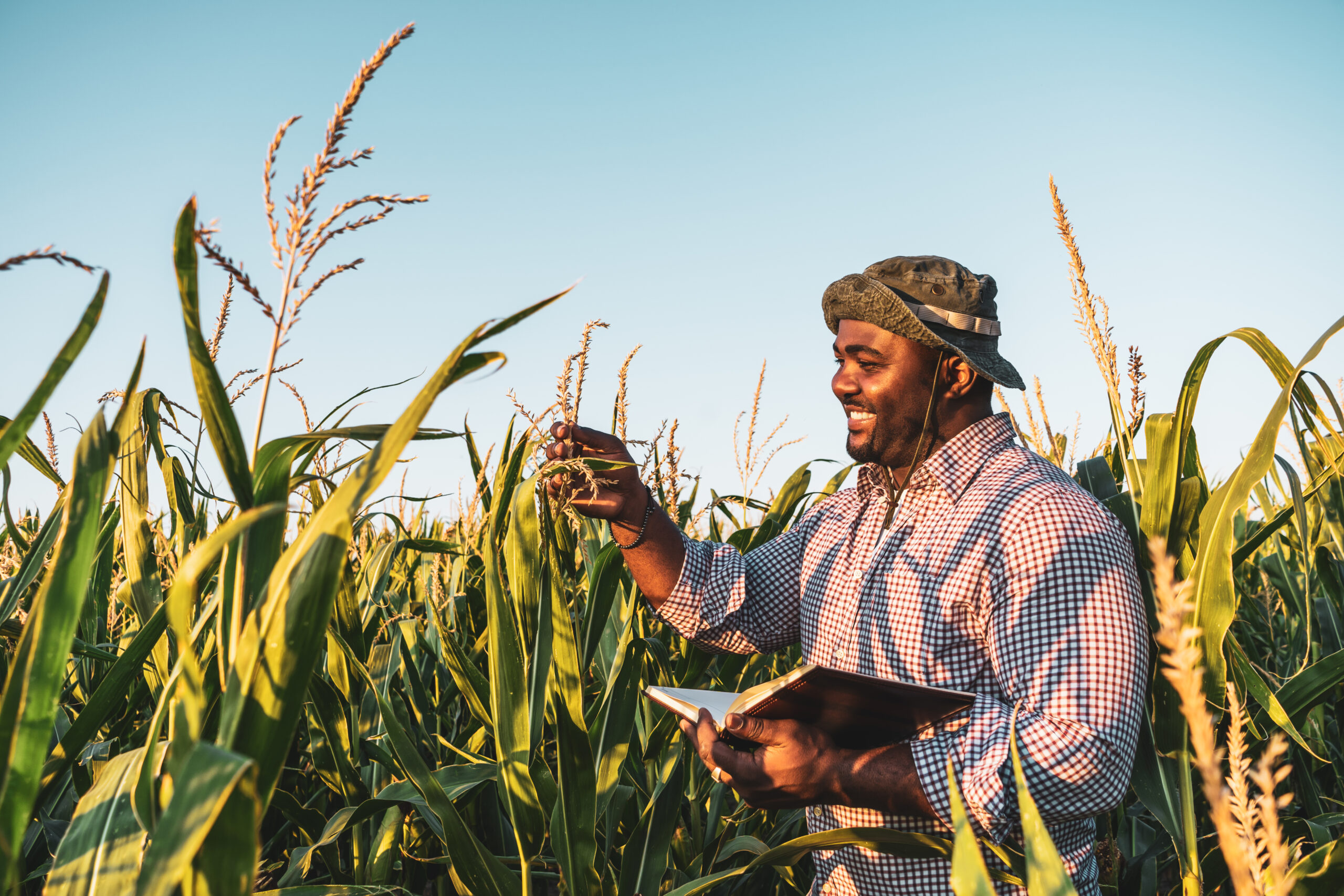 exert inspecting maize