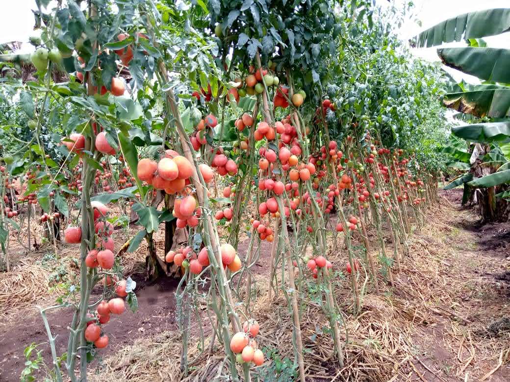 ripe tomatoes in a garden