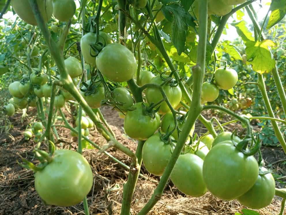 green tomatoes in a garden