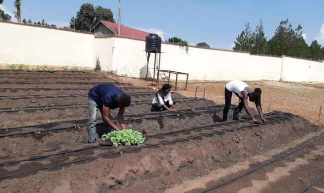 men at work in irrigated garden