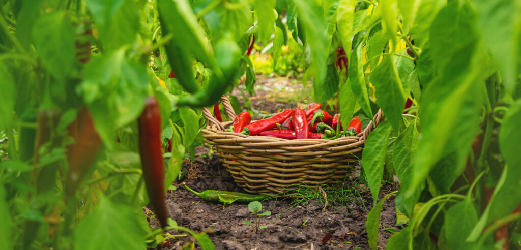 Chili pepper harvest