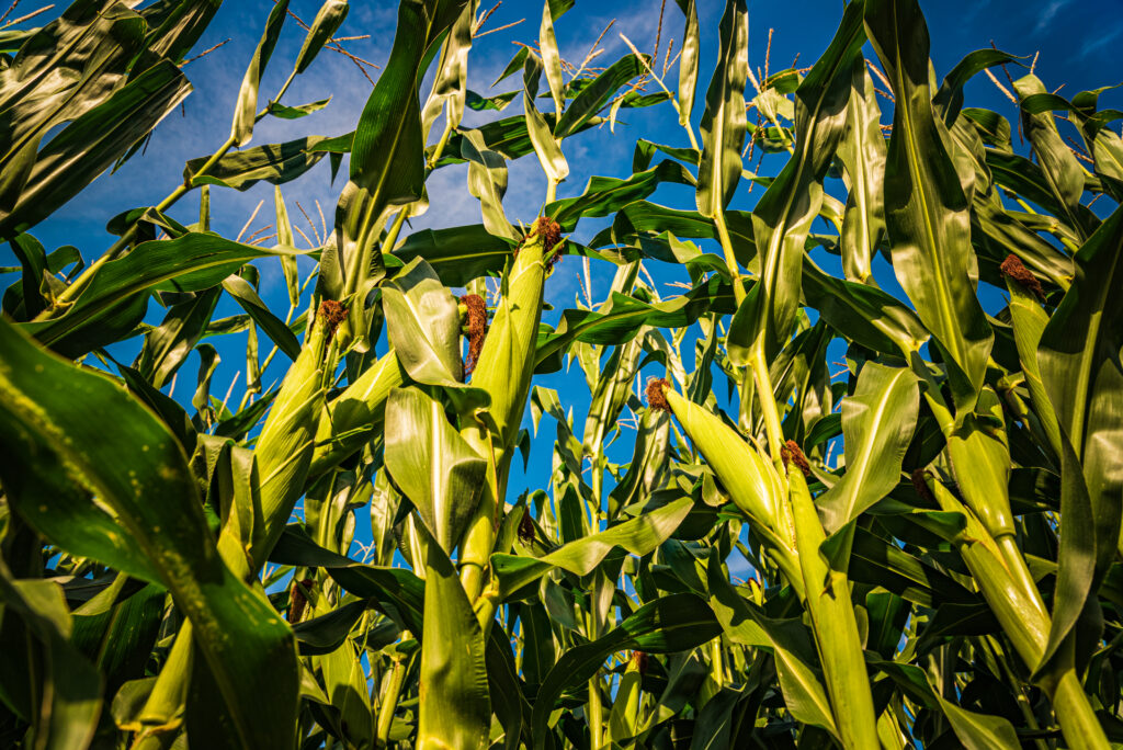 maize field