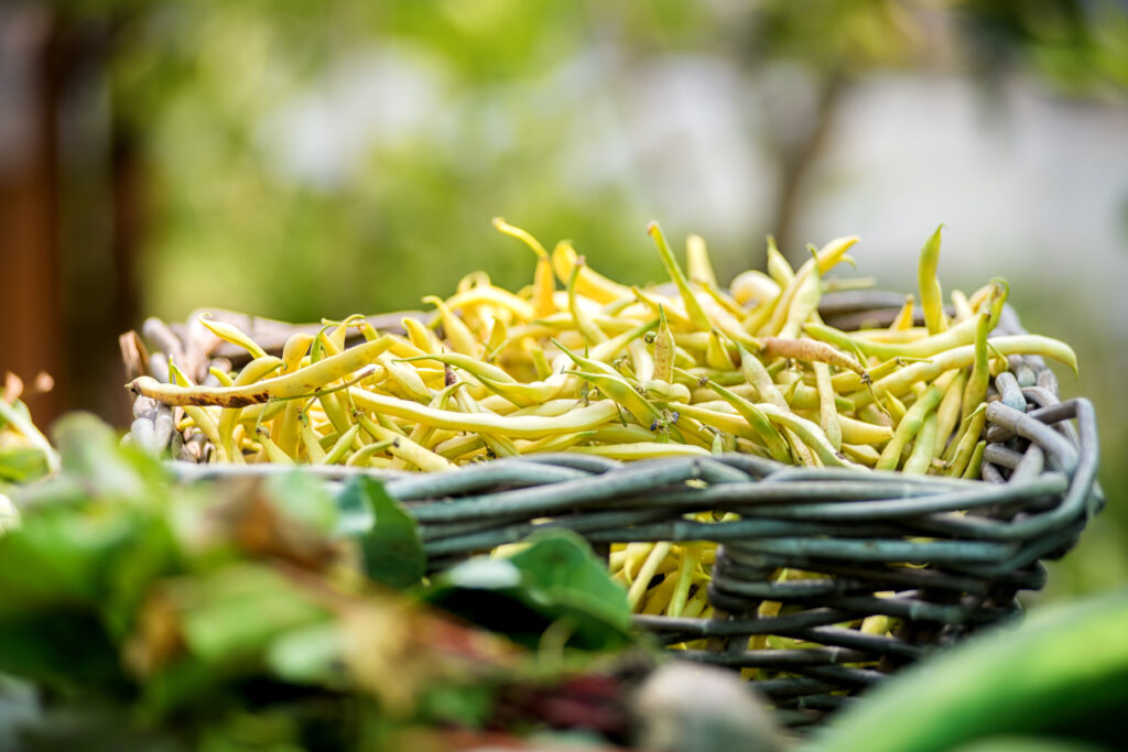 freshly harvested beans in a basket