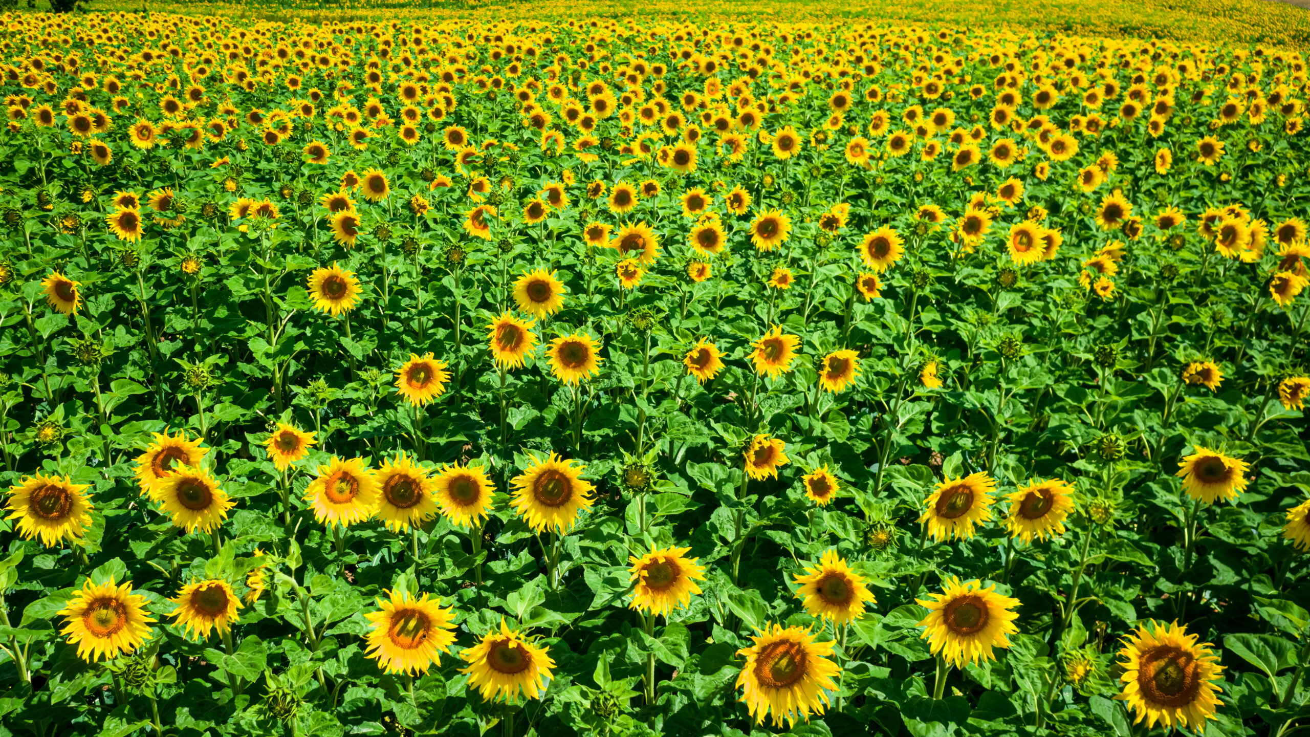 Blooming sunflower field. Agriculture in countryside in Poland. Aerial view of nature.