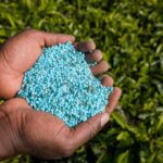 fertilizer-tea-leaves-modern-manure-kenya-landscap-2024-05-14-19-07-12-utc-min
