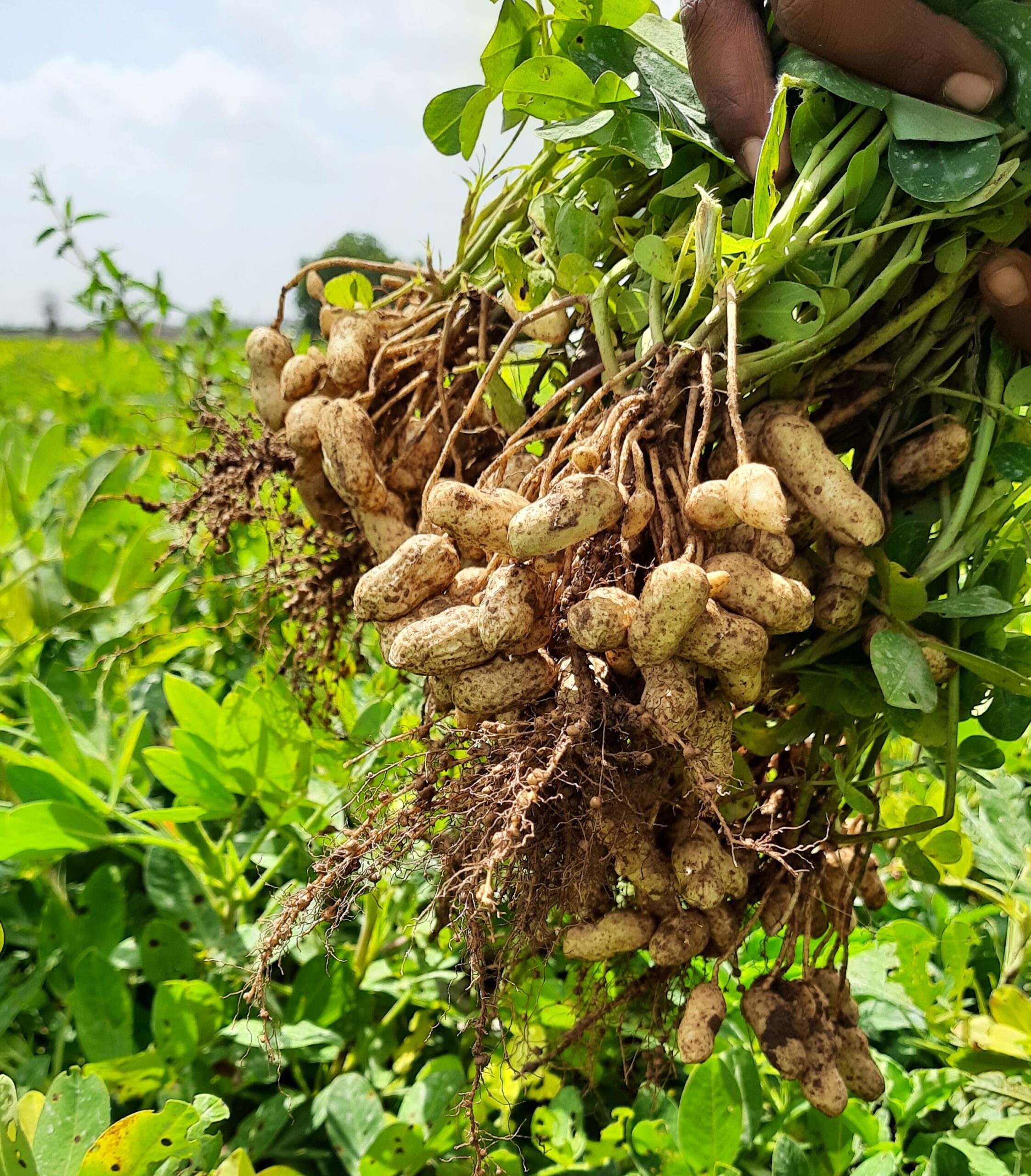 A man's hand holding fresh peanuts with roots in the field