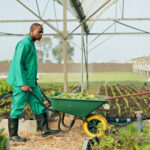 Greenhouse, agriculture and farmer with wheelbarrow, plants and growth with quality in food product.