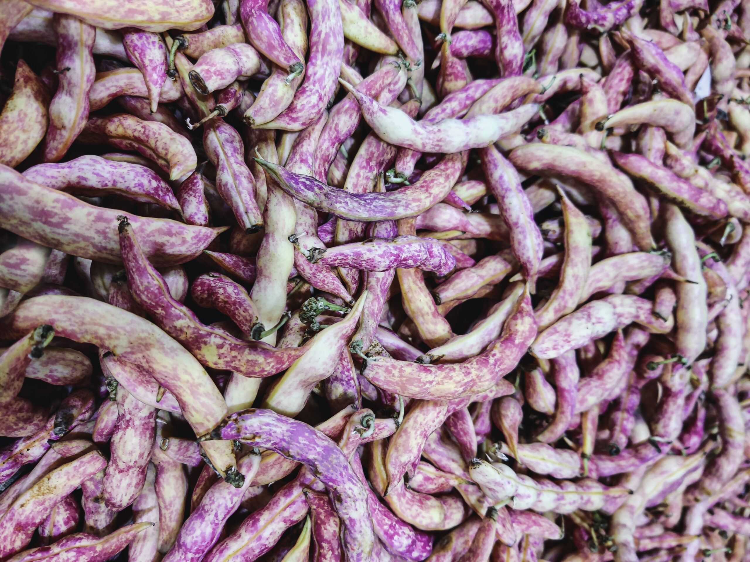 Close-up of the pink beans or also known as borlotti beans on display at the market. Selective focus points