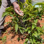 tea-leaf-leaves-farm-farming-plants-meadow-field-v-2024-03-05-23-31-04-utc-min