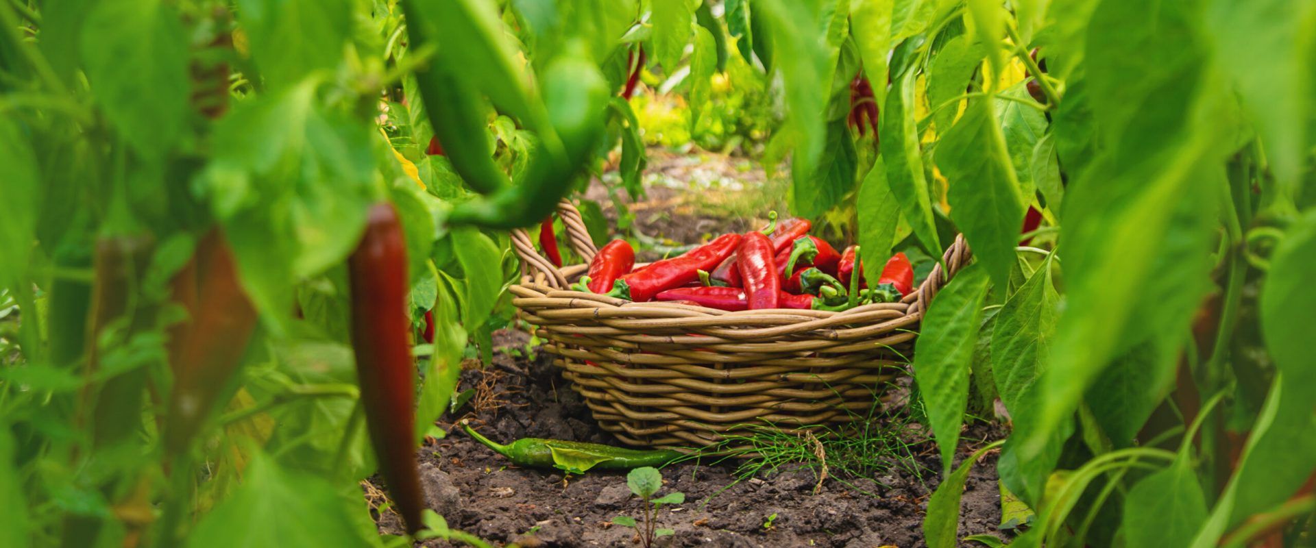 Chili pepper harvest
