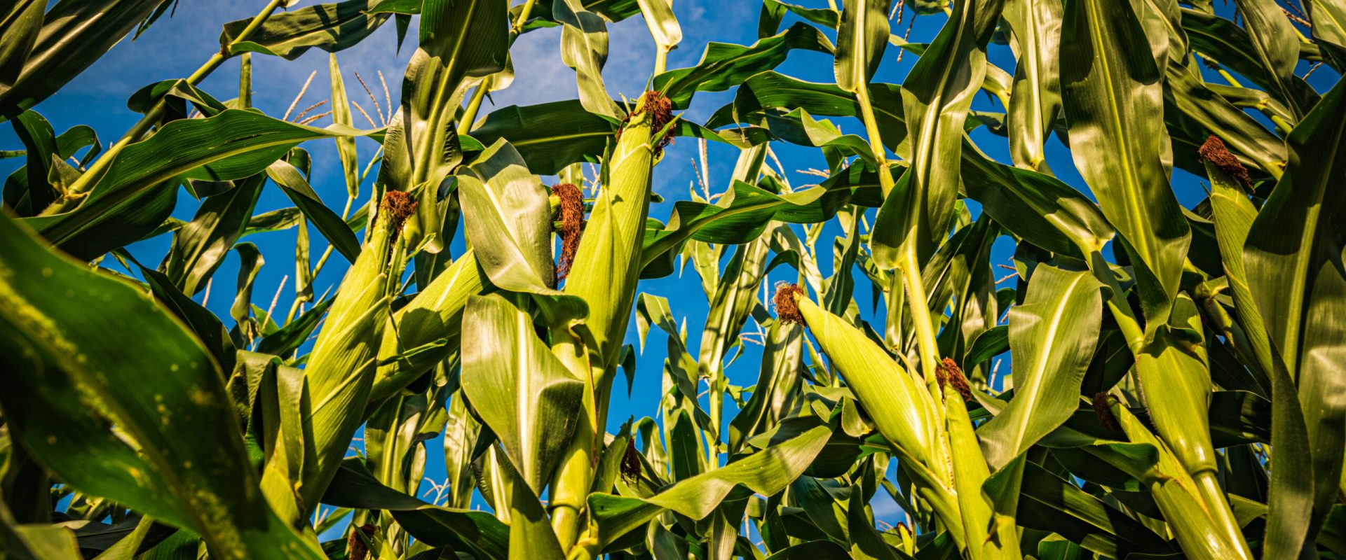 maize field